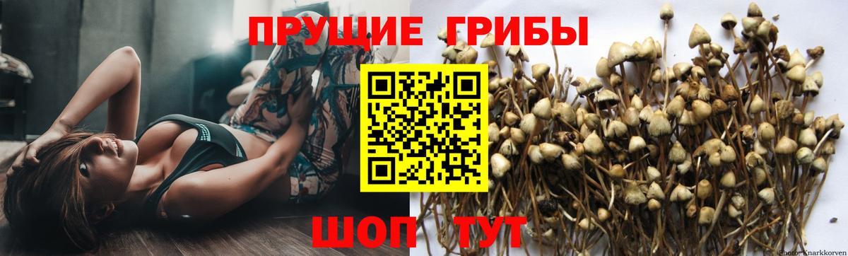 Оренбург  Псилоцибиновые грибы прущие грибы  Галлюциногенные грибы MAGIC MUSHROOMS  Вход с VPN 
